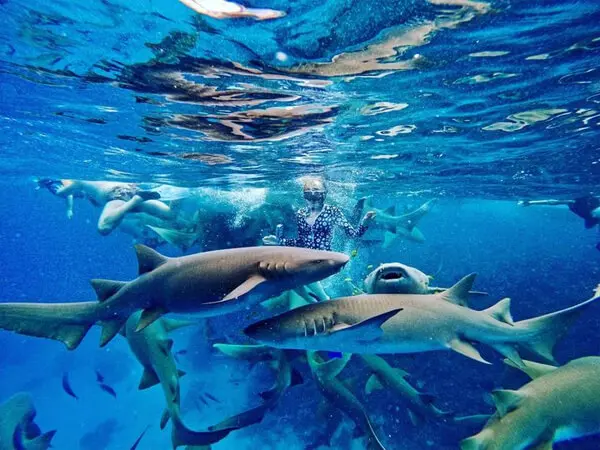 ASTRO GOLD: Manta Ray & Shark Safari with Pristine Sandbank Escape